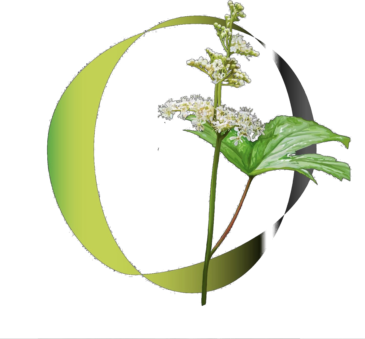 The Herball product shot made for the promotional reels series